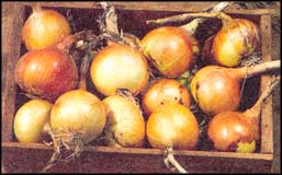 BRUCE FRITZ/SEED SAVERS EXCHANGE